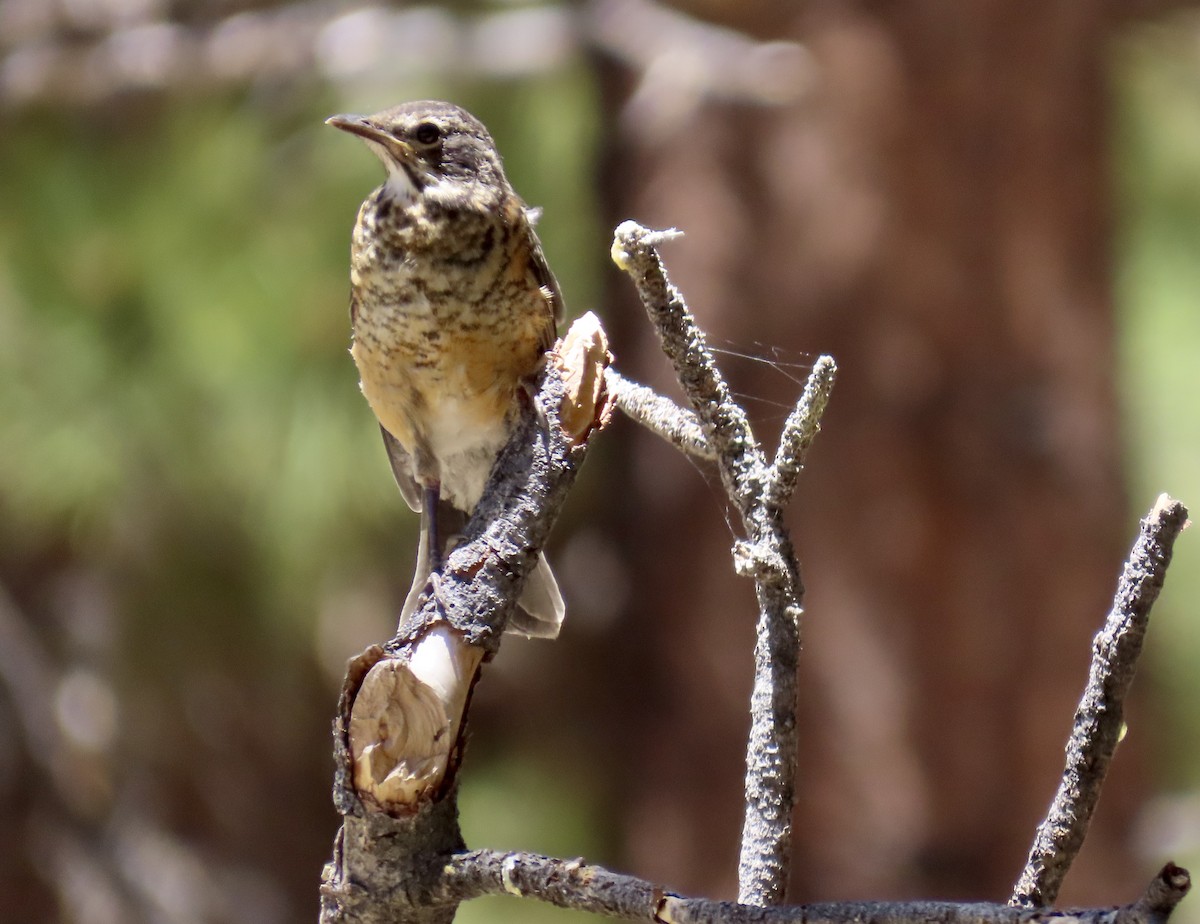 American Robin - ML594445001