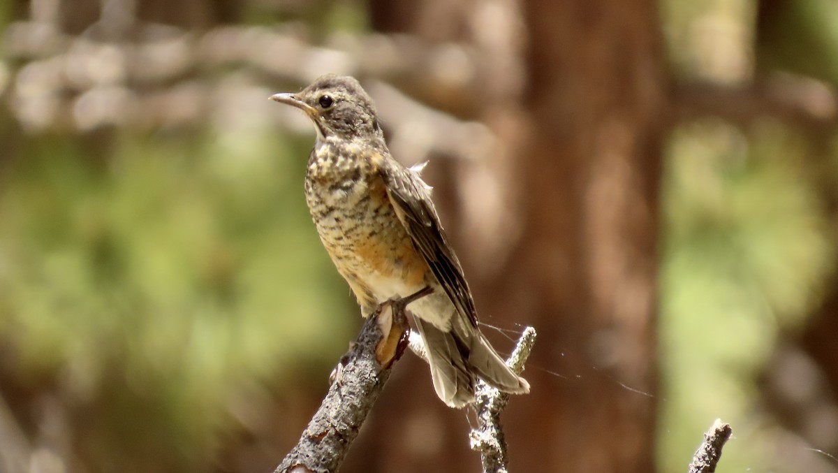 American Robin - ML594445011