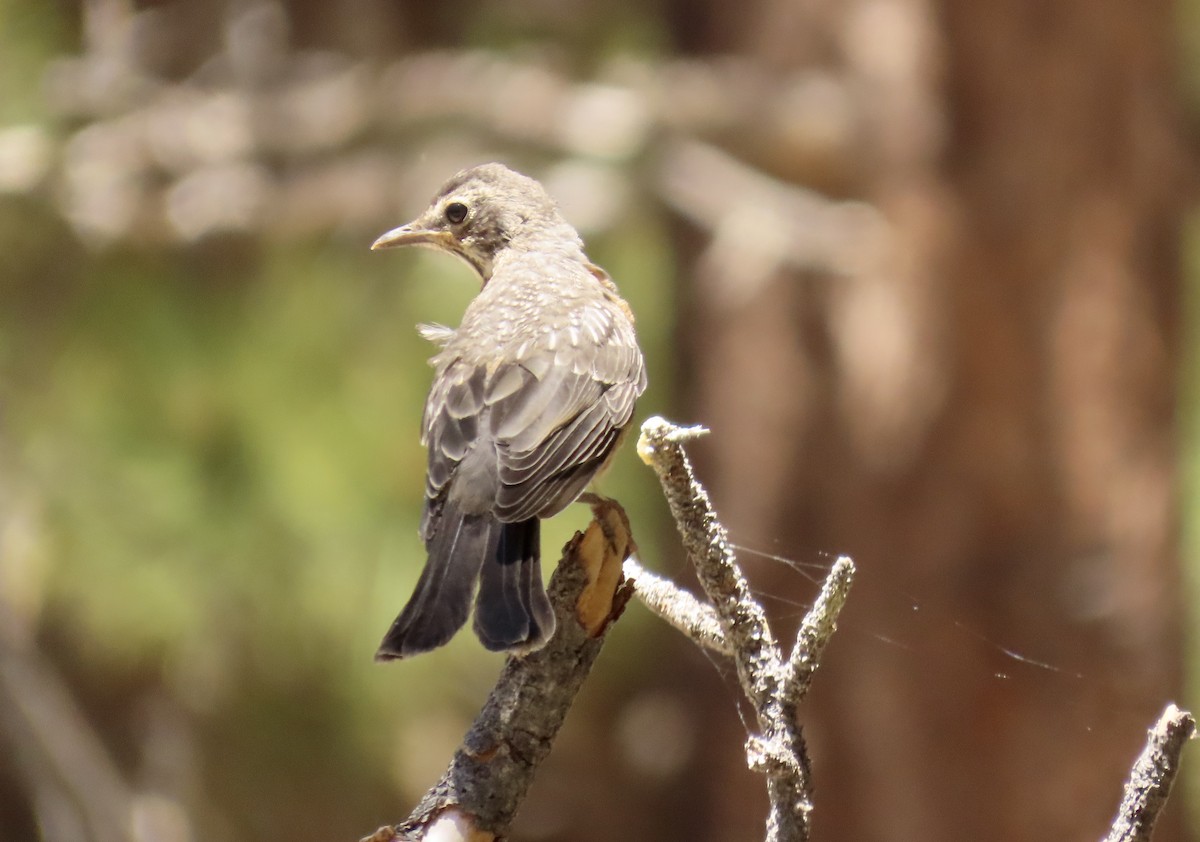 American Robin - ML594445021