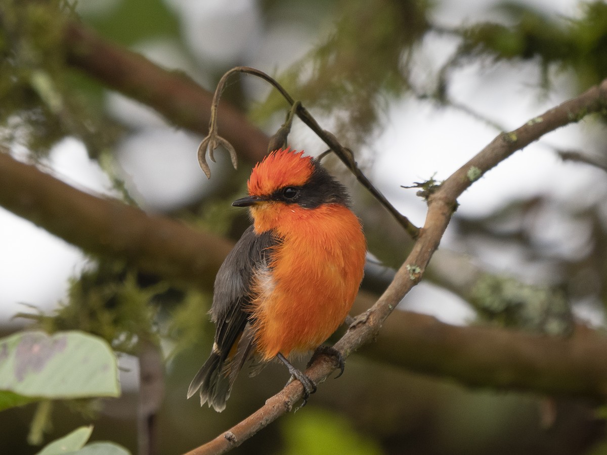 Brujo Flycatcher (Galapagos) - Steven Hunter