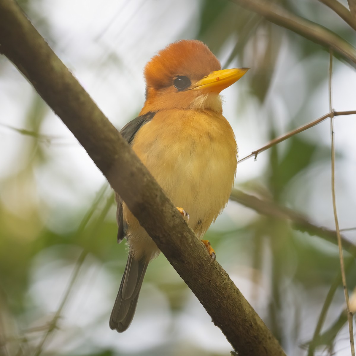 Yellow-billed Kingfisher - Mark Simpson