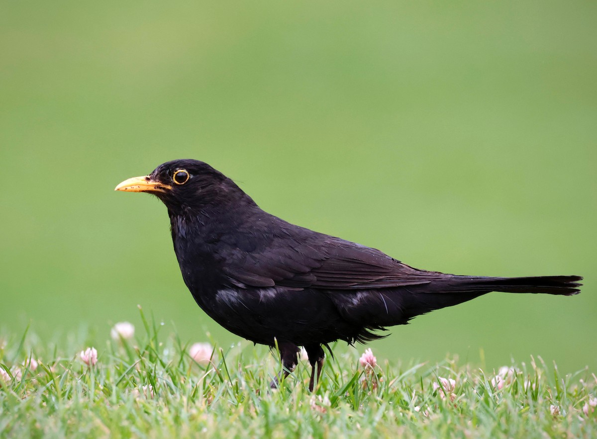 Eurasian Blackbird - ML594450971