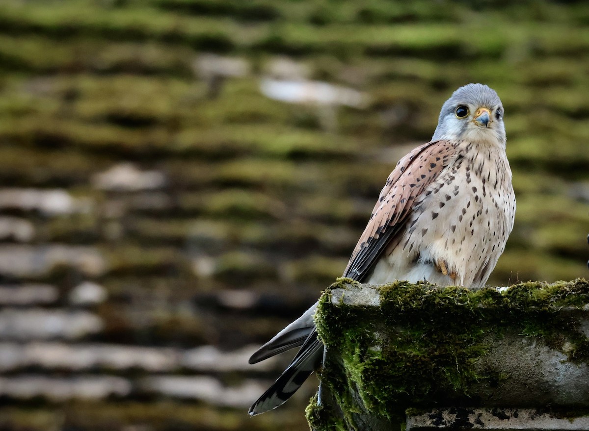 Eurasian Kestrel - ML594451421