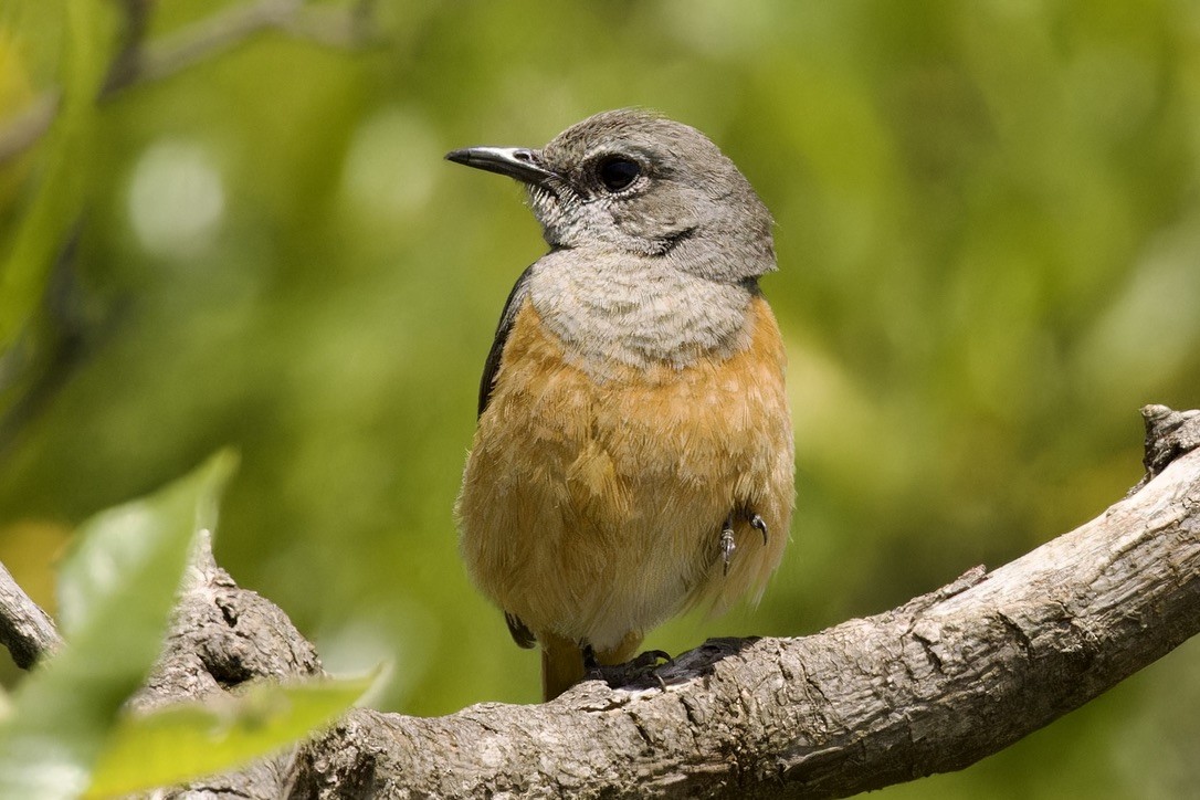 Little Rock-Thrush - ML594452891