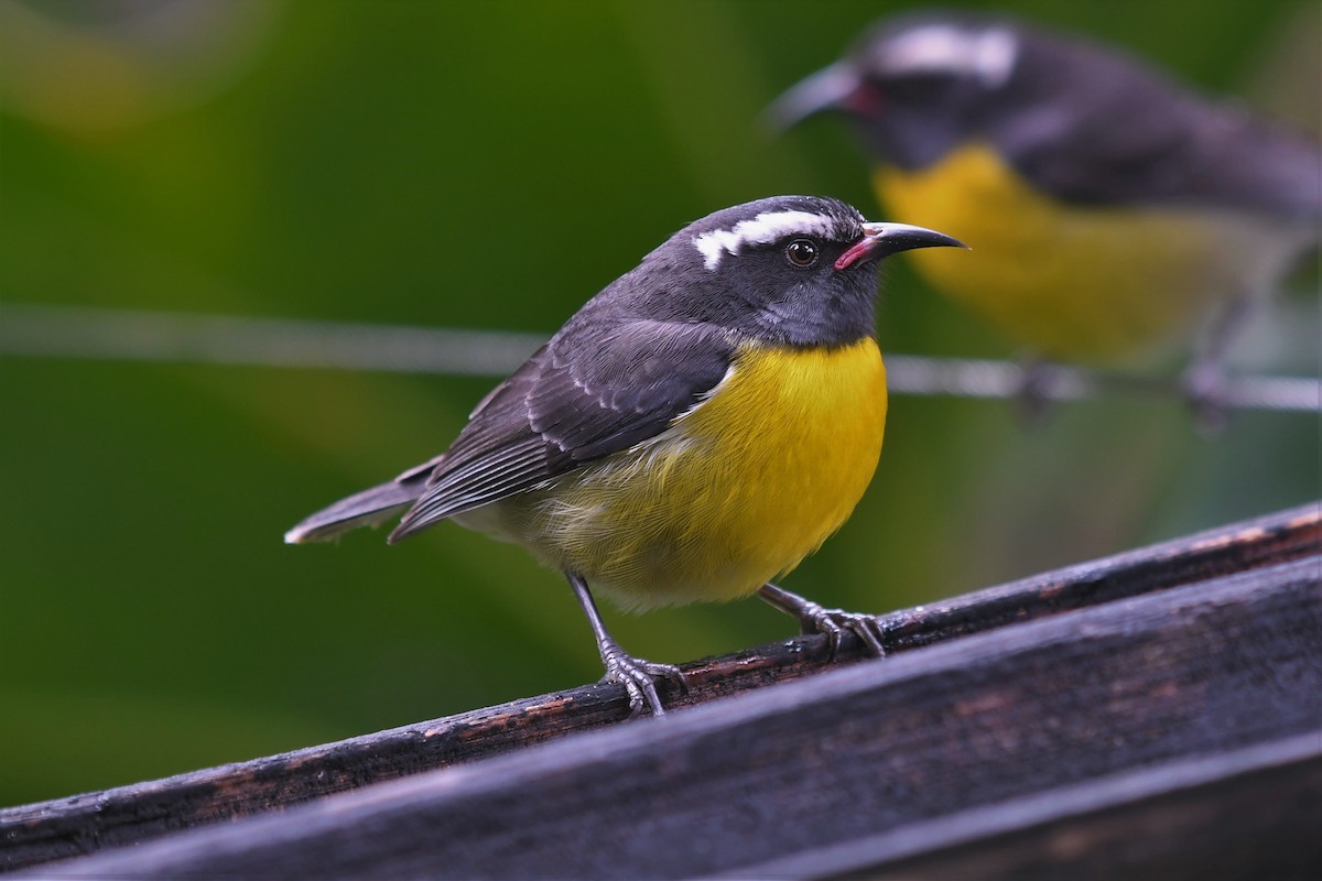 Bananaquit - ML594453731