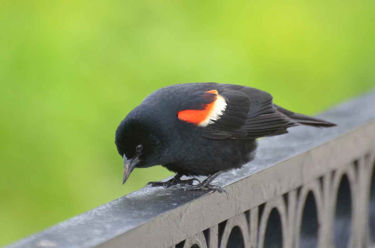 Red-winged Blackbird - ML59445381