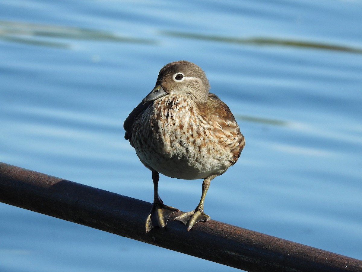 Mandarin Duck - ML594454011