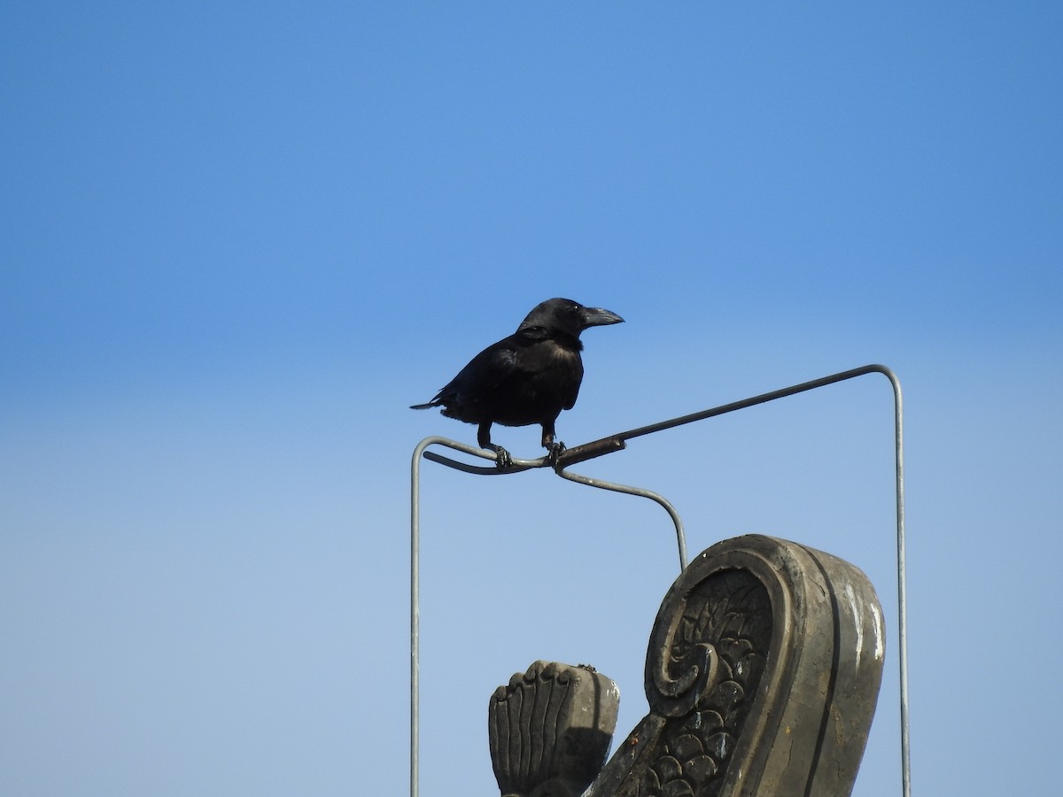 Large-billed Crow - ML594454041