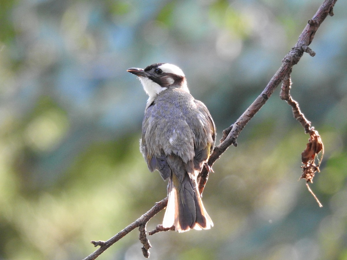 Light-vented Bulbul - ML594454111