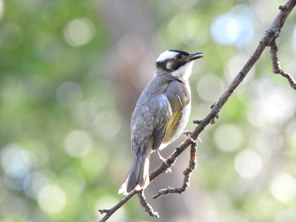 Light-vented Bulbul - Juan Diego Fernández