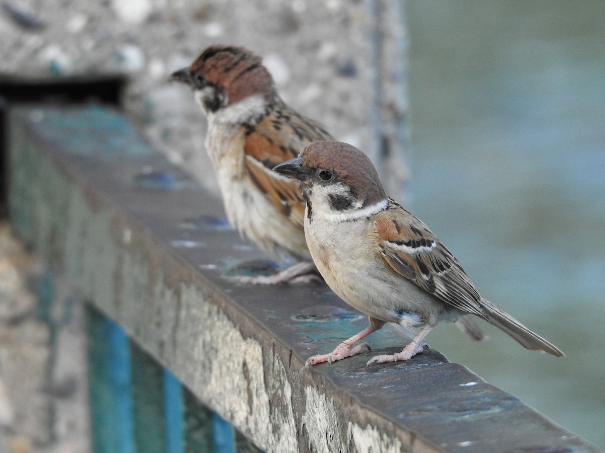 Eurasian Tree Sparrow - ML594454161