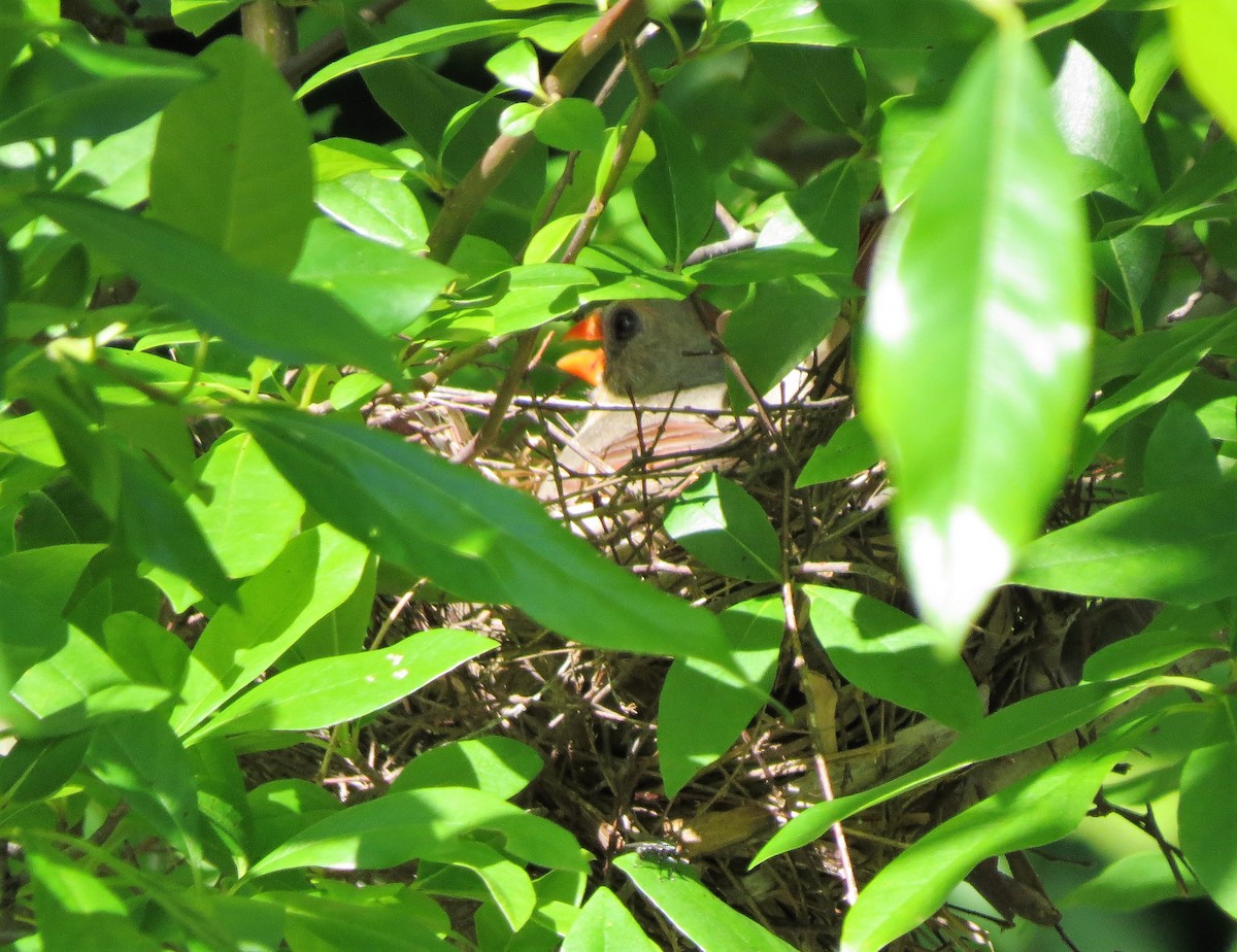 Northern Cardinal - ML59445511