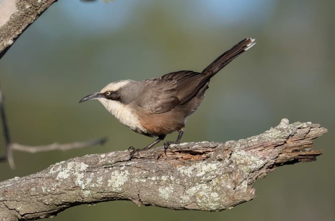 Gray-crowned Babbler - ML594455361