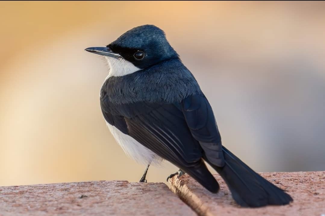 Restless Flycatcher - ML594455381