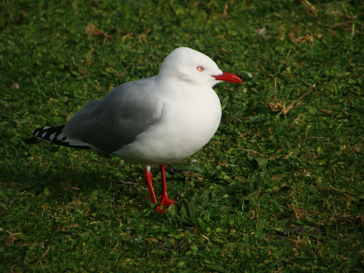 Silver Gull (Red-billed) - ML594455761