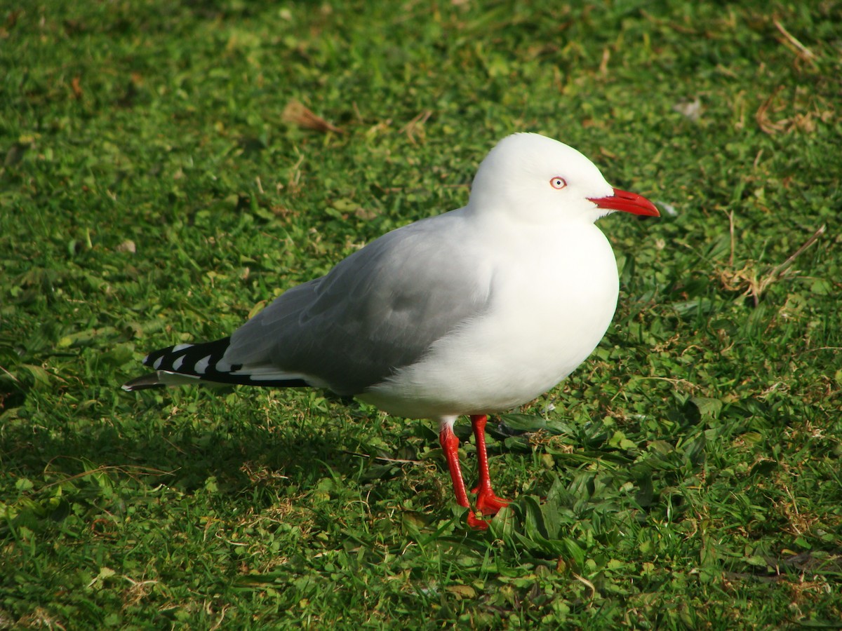 Silver Gull (Red-billed) - ML594455791