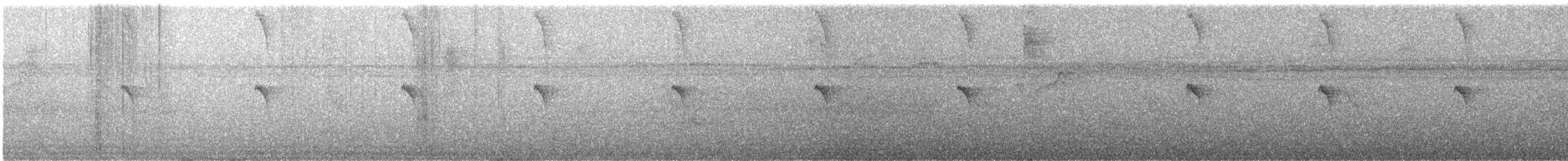 Серобрюхий колибри-отшельник - ML594455821