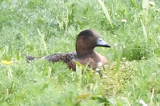 Common Eider - ML594455931