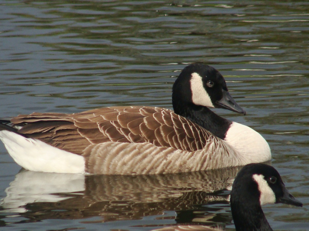 Canada Goose - ML594456021