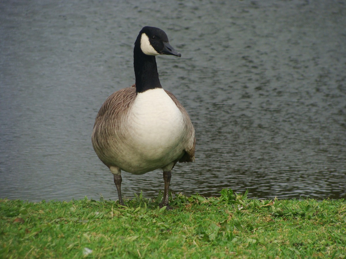 Canada Goose - ML594456041