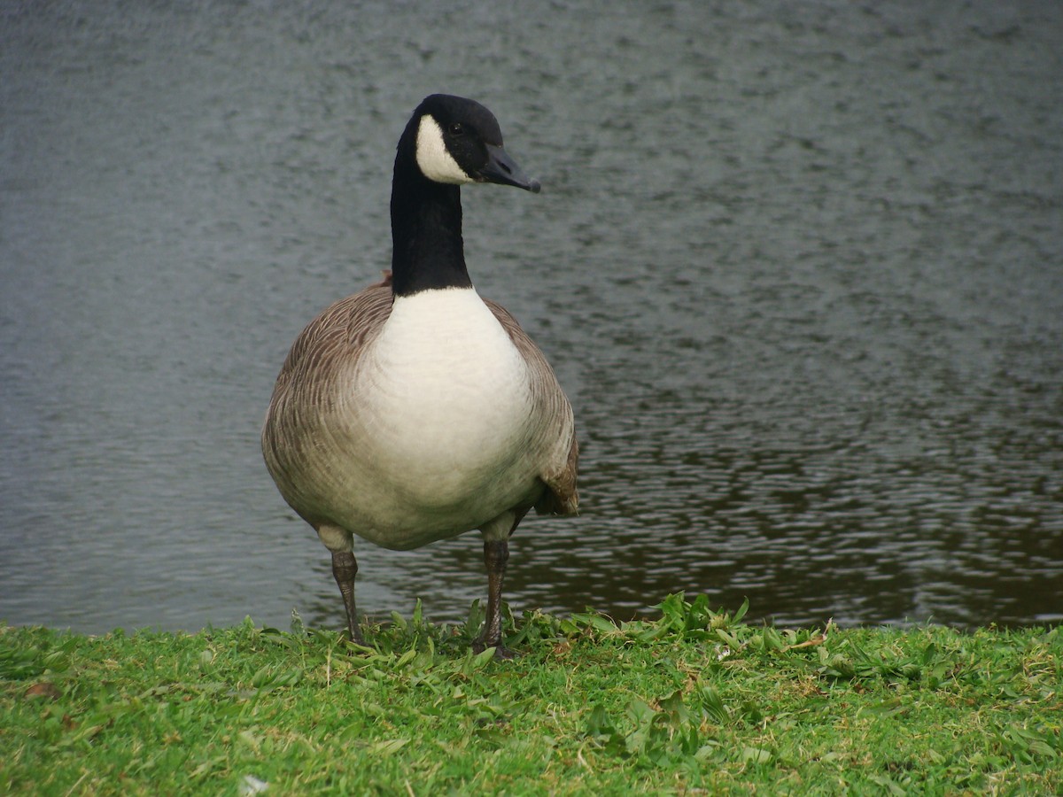 Canada Goose - ML594456071