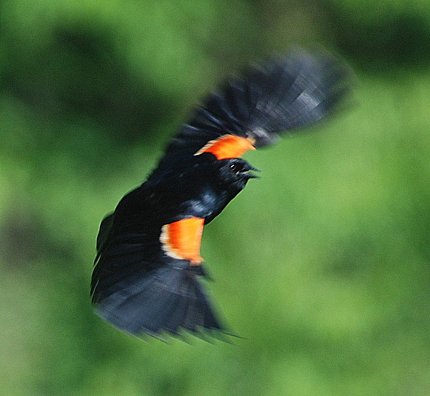 Red-winged Blackbird - Richard Haimes