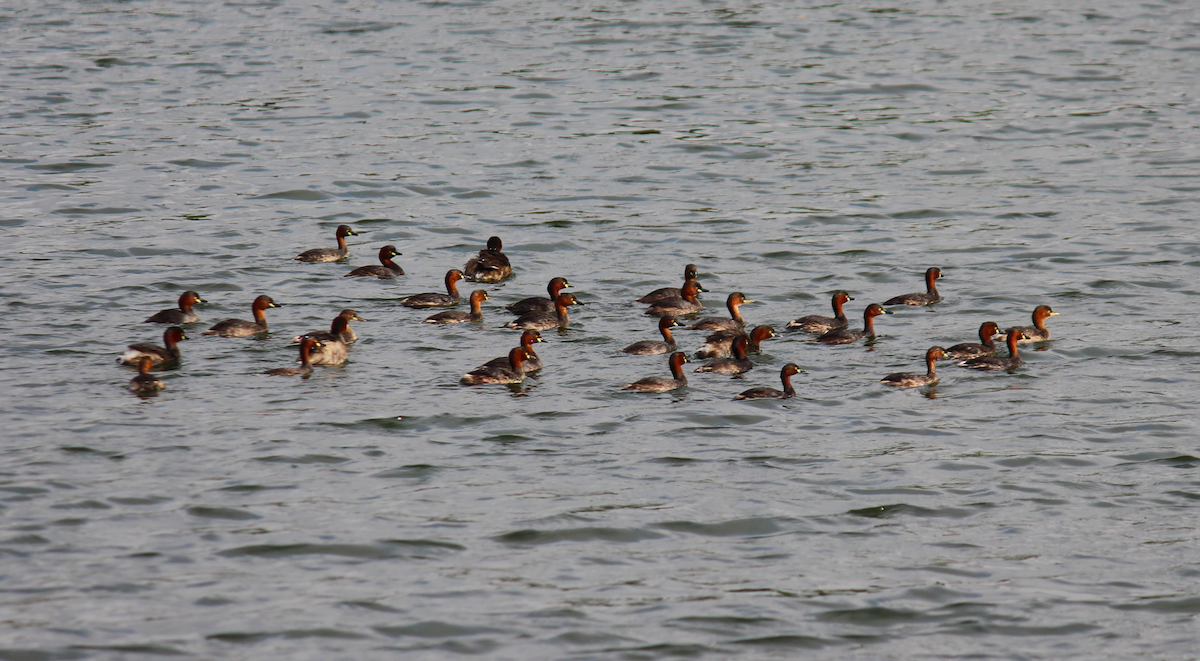 Little Grebe - ML594456331