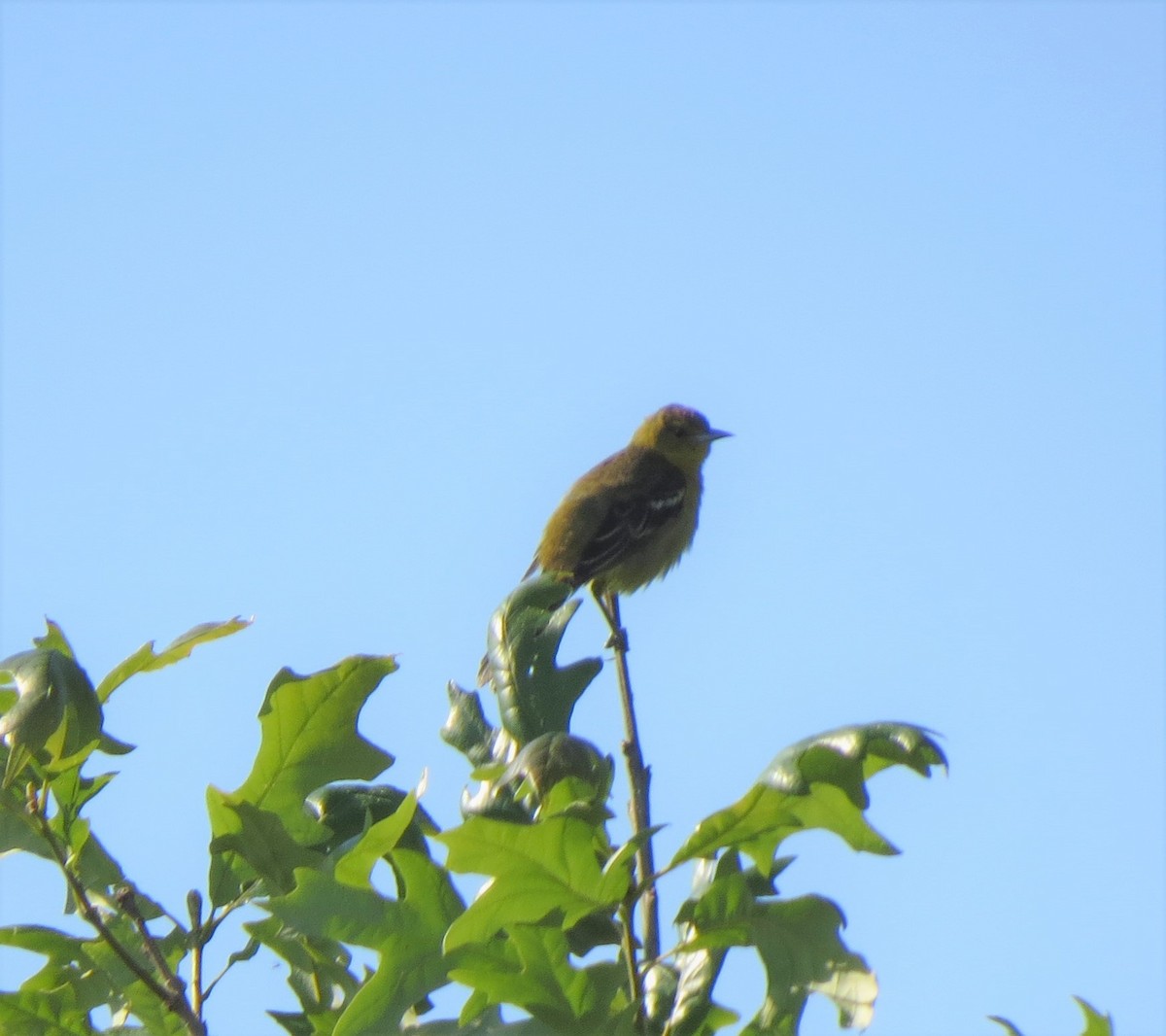Orchard Oriole - ML59445651