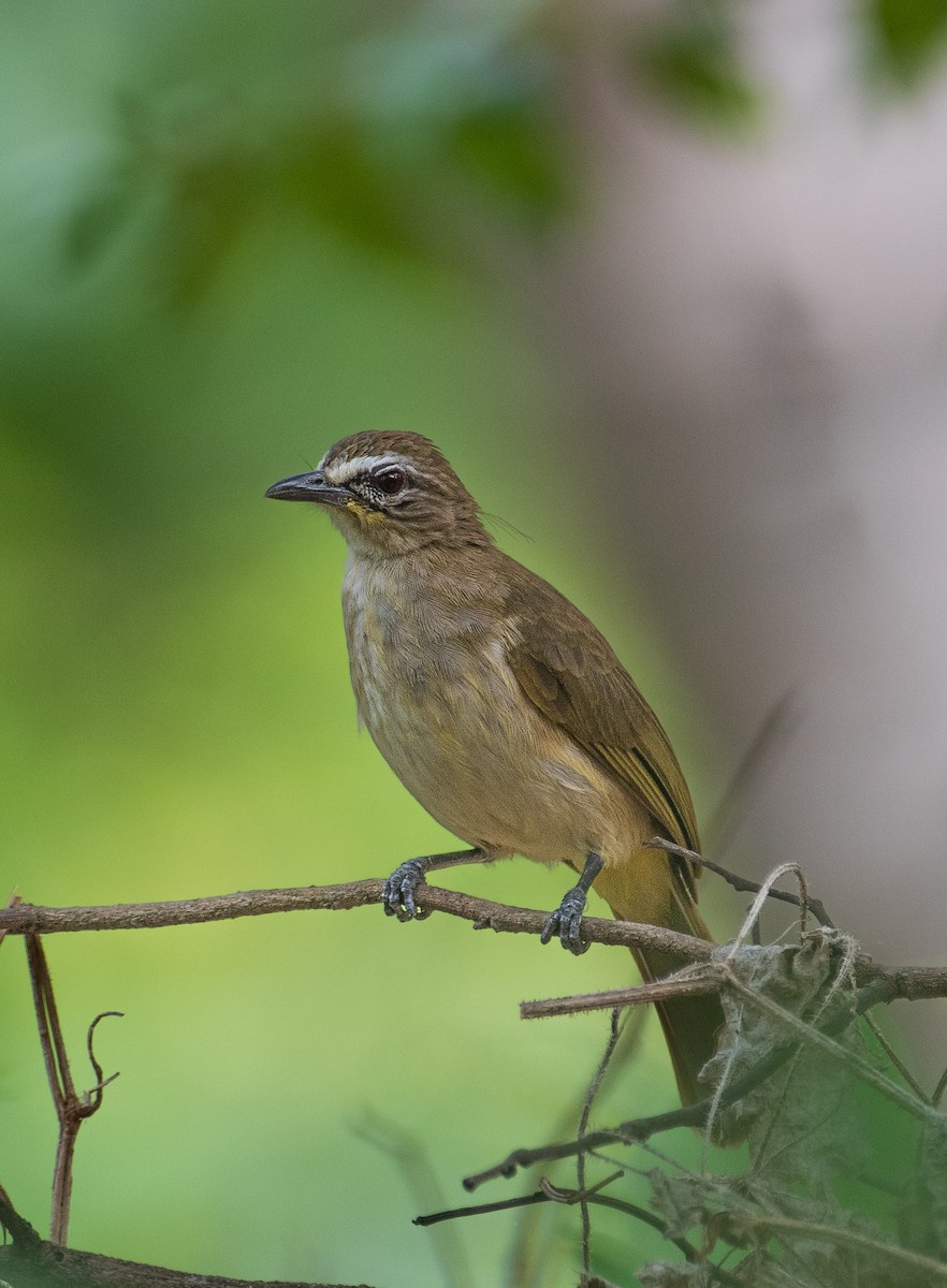 White-browed Bulbul - ML594456781