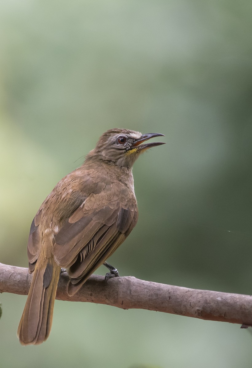 Bulbul à sourcils blancs - ML594456791