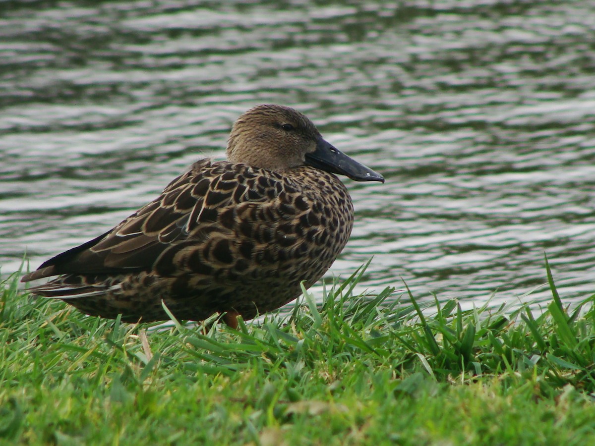 Australasian Shoveler - ML594456931