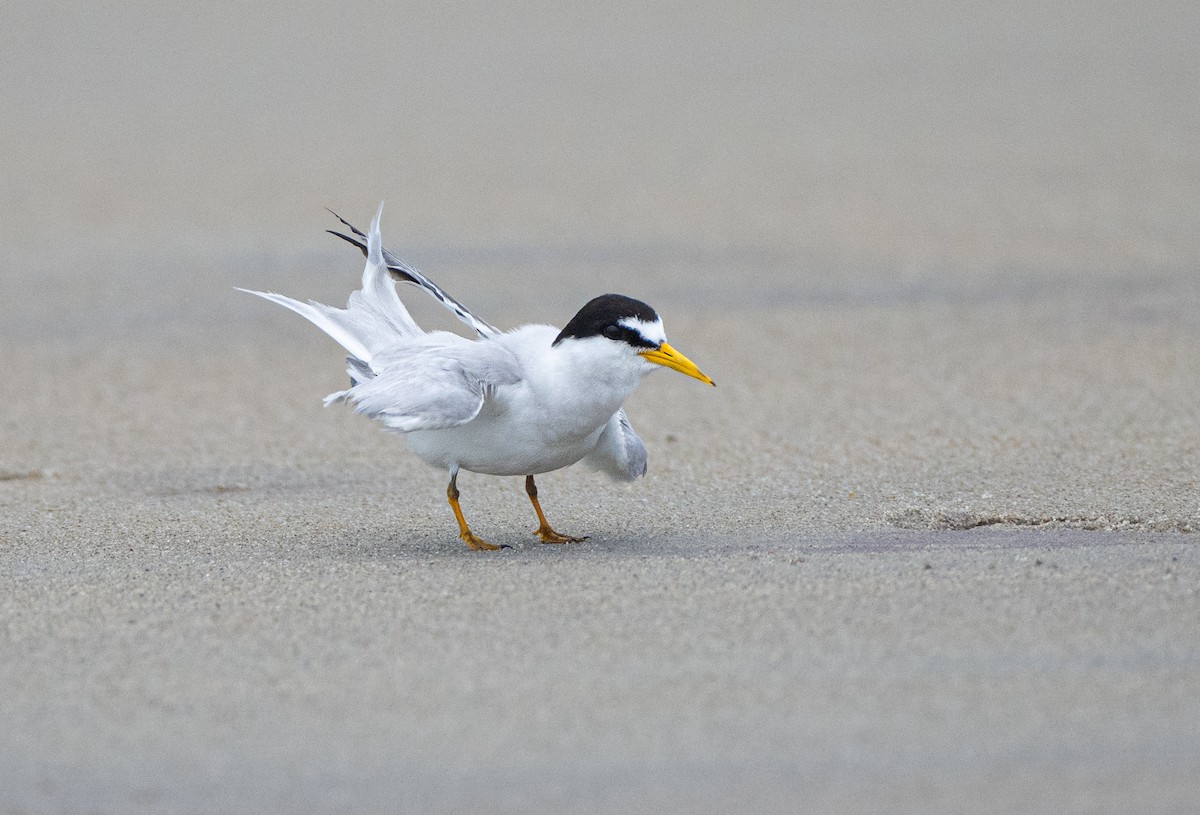 Least Tern - ML594457841