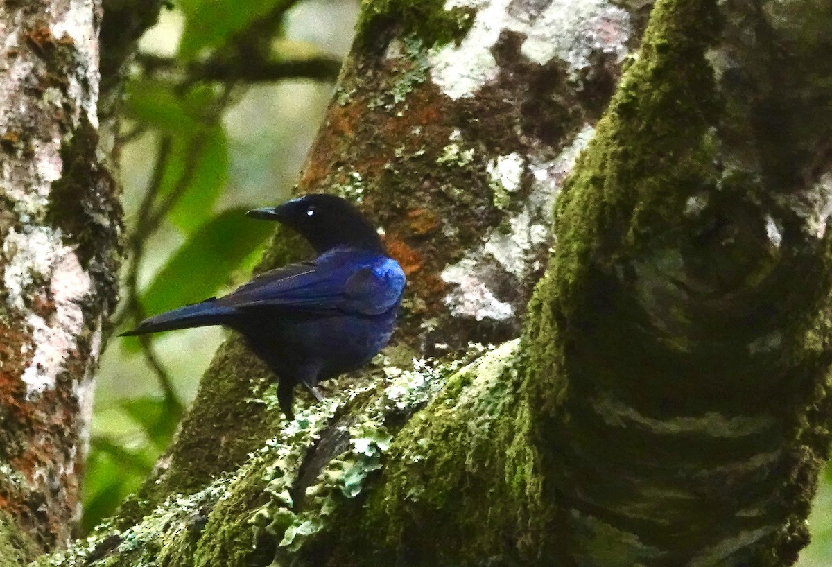 Малабарская синяя птица - ML594458021