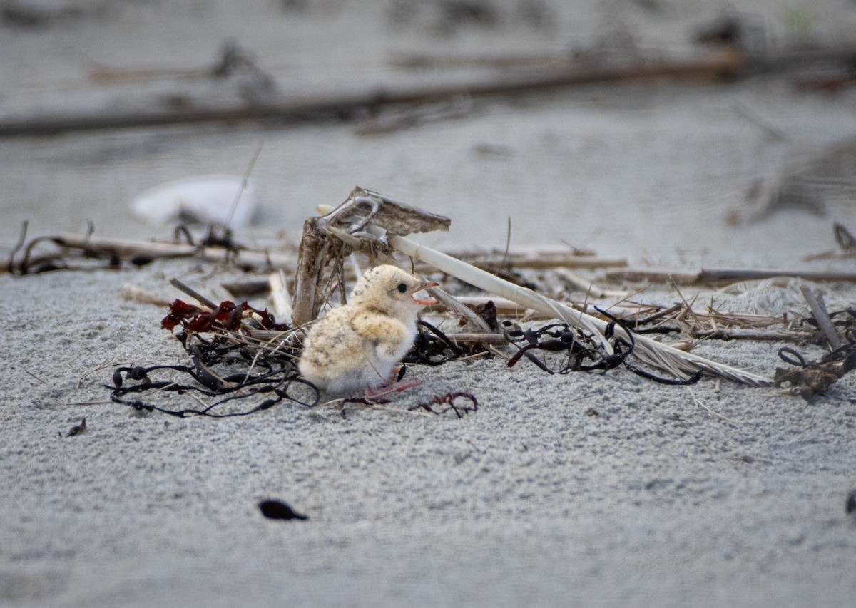 Least Tern - ML594458041