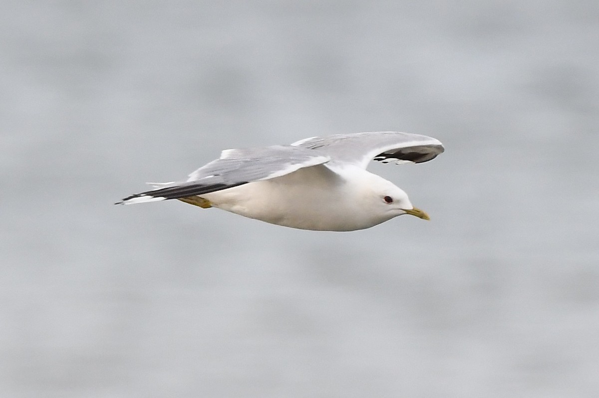 Common Gull - ML594459351