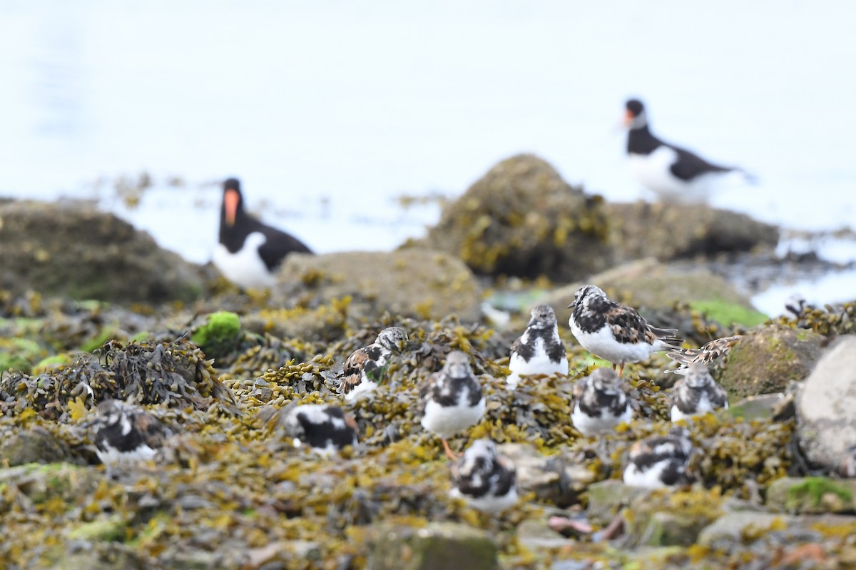 Ruddy Turnstone - ML594459371