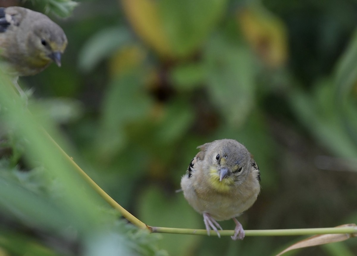 American Goldfinch - ML594459401