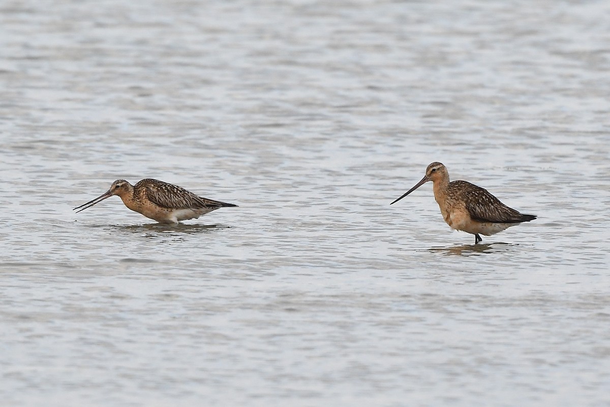 Bar-tailed Godwit - ML594459411