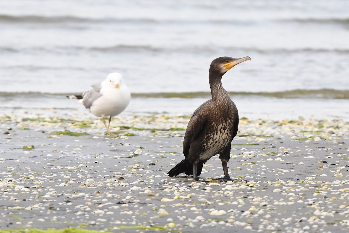 Great Cormorant - ML594459421