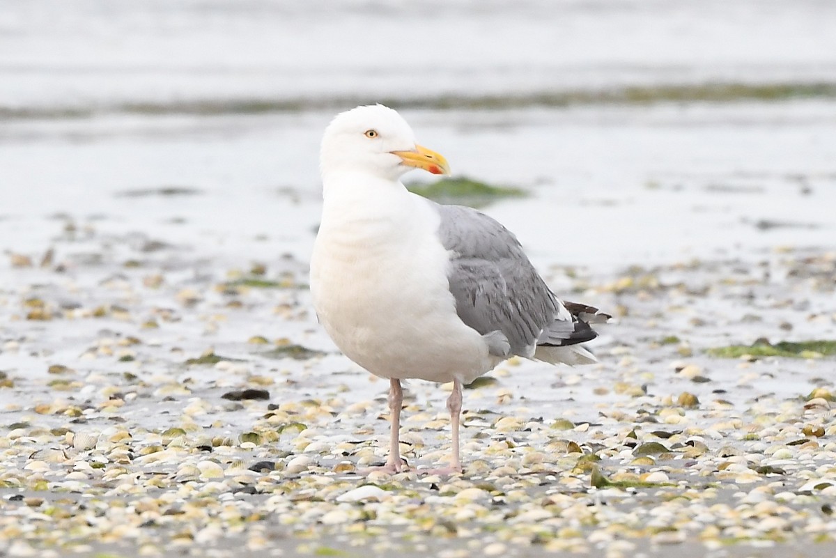 Herring Gull - ML594459481