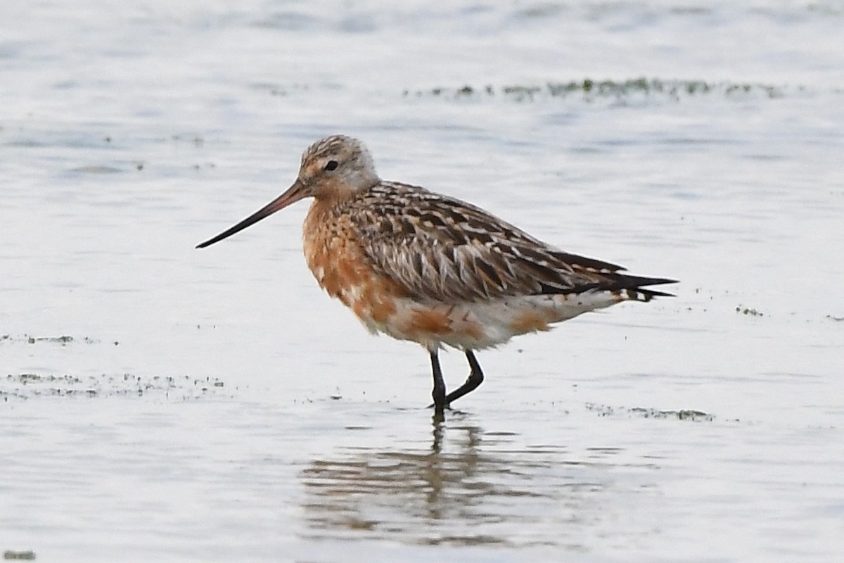 Bar-tailed Godwit - ML594459501