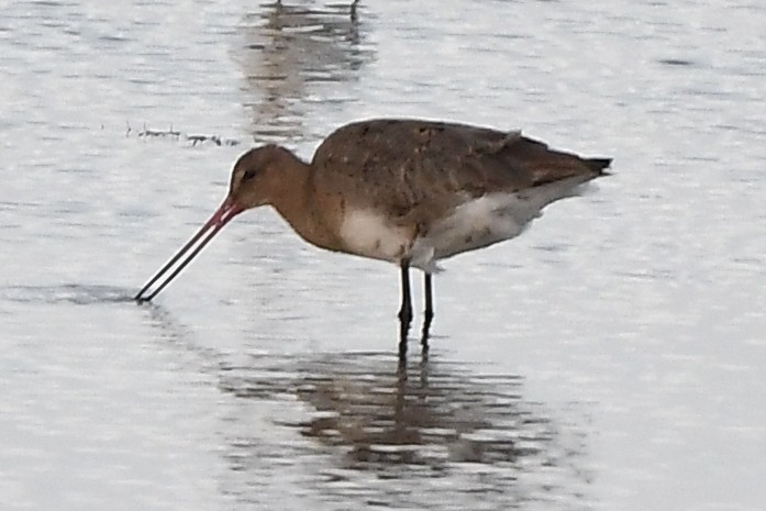 Bar-tailed Godwit - ML594459531