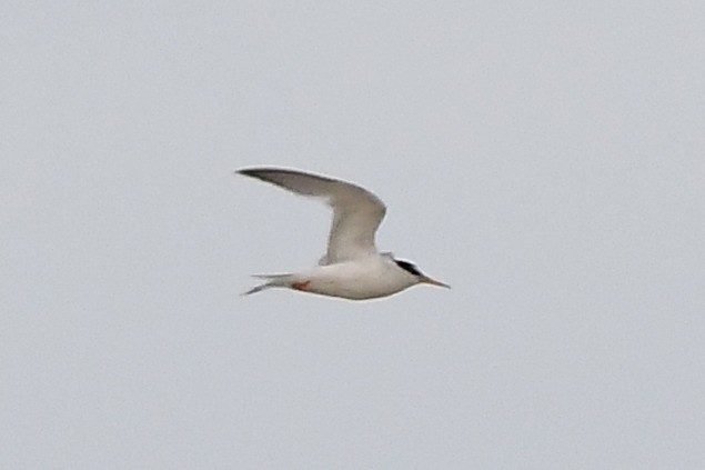 Little Tern - ML594459561