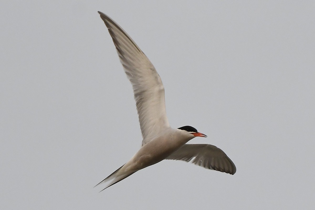 Common Tern - ML594459671