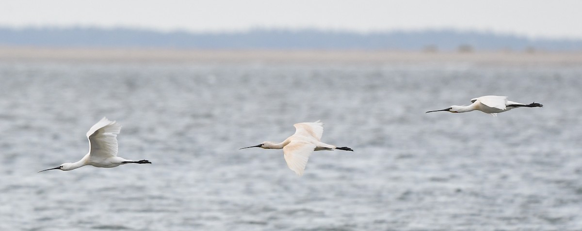 Eurasian Spoonbill - ML594459681