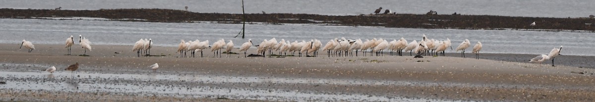 Eurasian Spoonbill - ML594459691