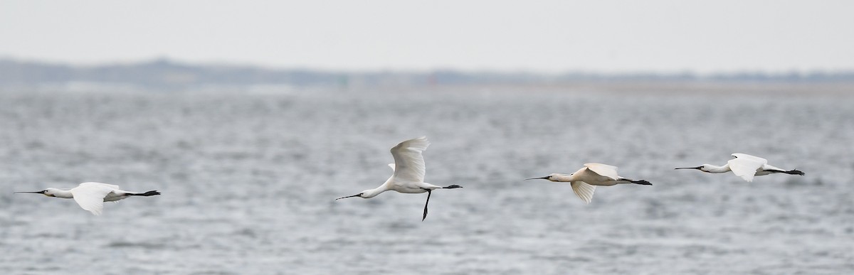 Eurasian Spoonbill - ML594459701