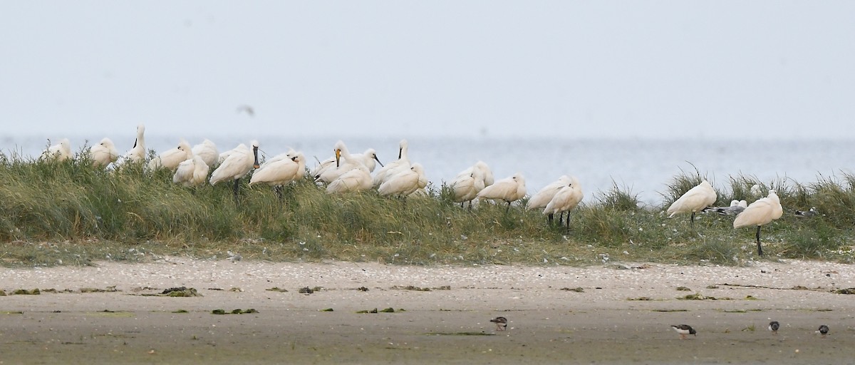 Eurasian Spoonbill - ML594459711