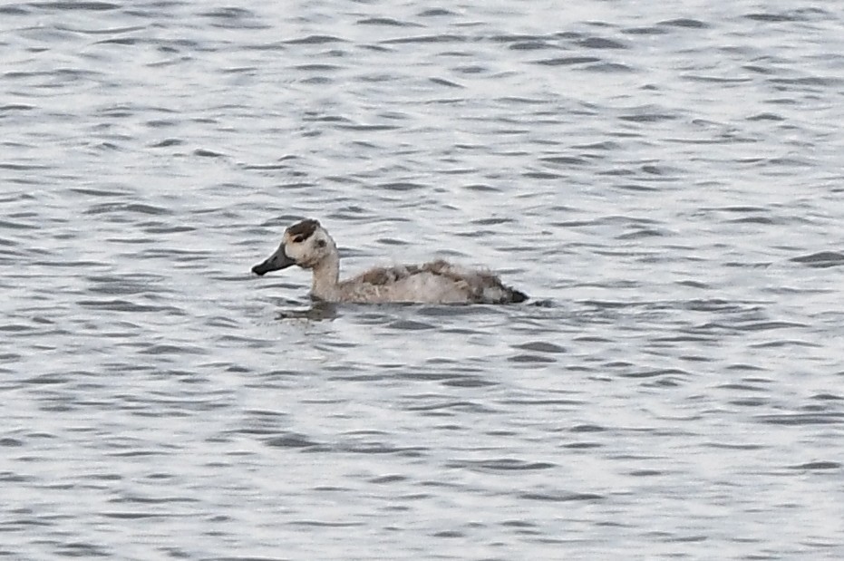 Red-crested Pochard - ML594459861