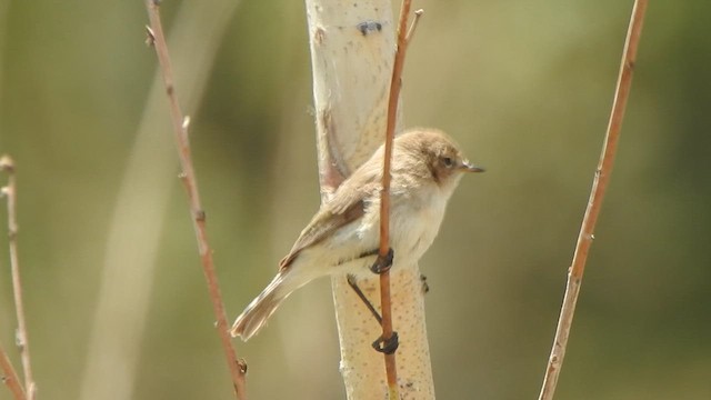 tanımsız Aves sp. - ML594459941